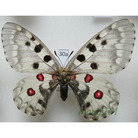 Parnassius nomion Fischer de Waldheim, 1823 female China30a